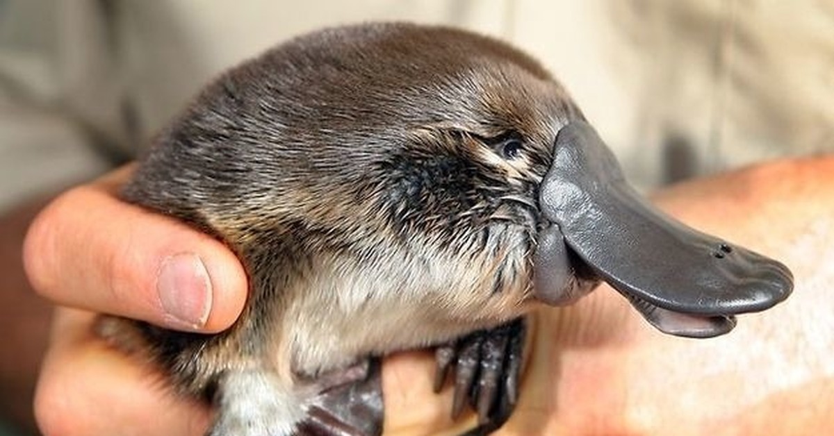 Фото утконоса. Утконос млекопитающее. Детеныш утконоса. Ornithorhynchus anatinus.