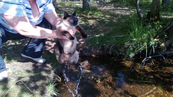 Невозмутимость