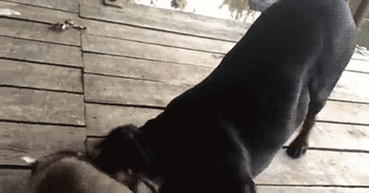 Doggy gif. Енотовидная собака гиф. Енот и собака gif. Тощая собака гиф.