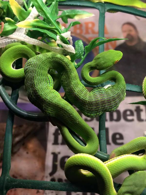 Куфия съела своего братишку | Пикабу