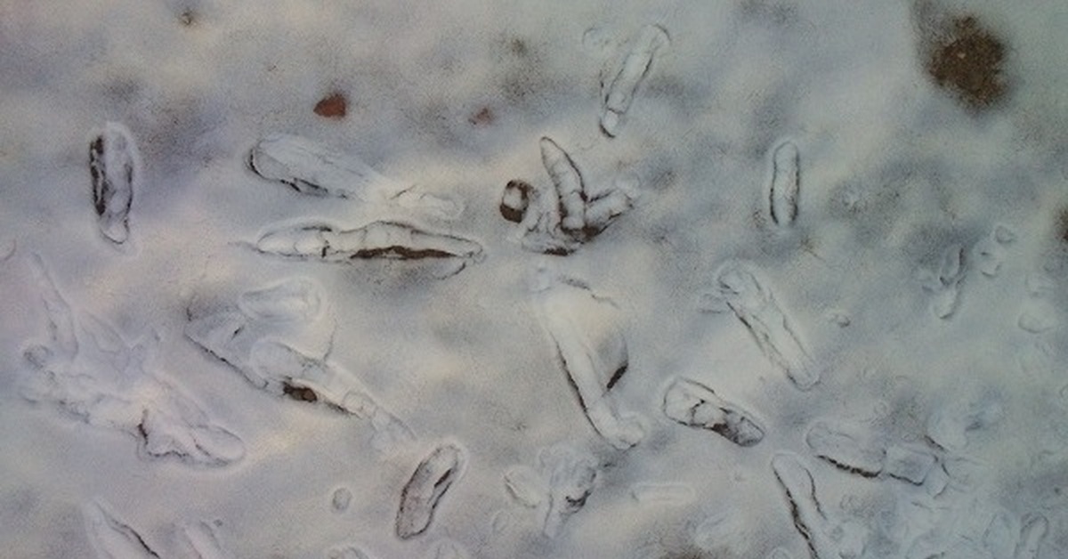 Под микроскопом фото грязь