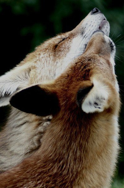 Лисы тоже бывают нежными :з