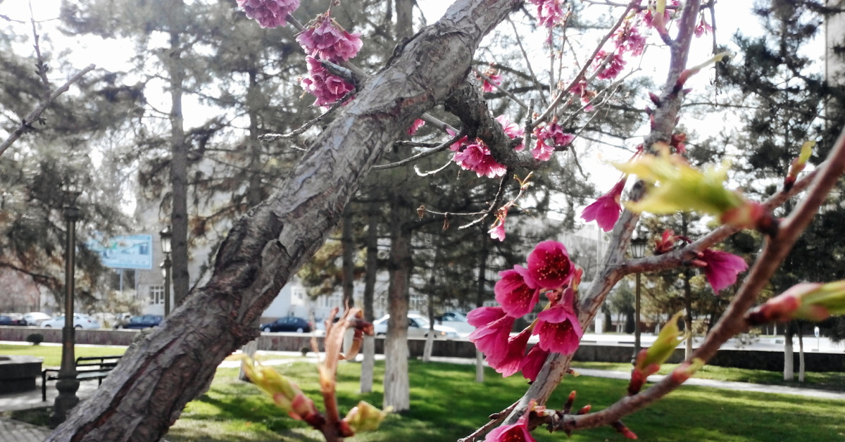 Цветущий ташкент. Ташкент в апреле. Самарканд цветение. Весенний Самарканд.