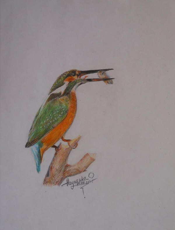 Kingfisher (colored pencils) - My, Art, Drawing, Colour pencils, Nature, Birds, Kingfisher, A fish