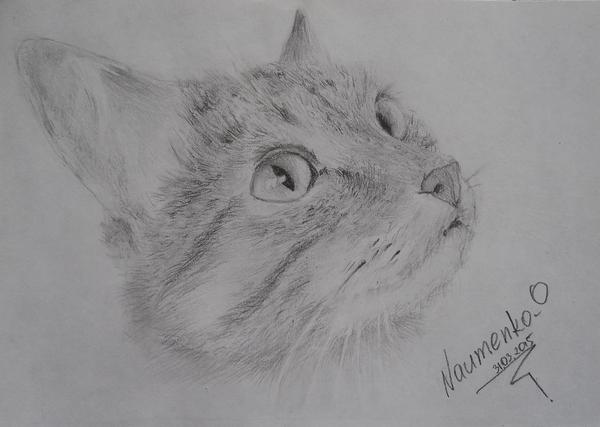 Cat (pencil) - My, Spur, Drawing, Pencil, Nature, Animals, cat