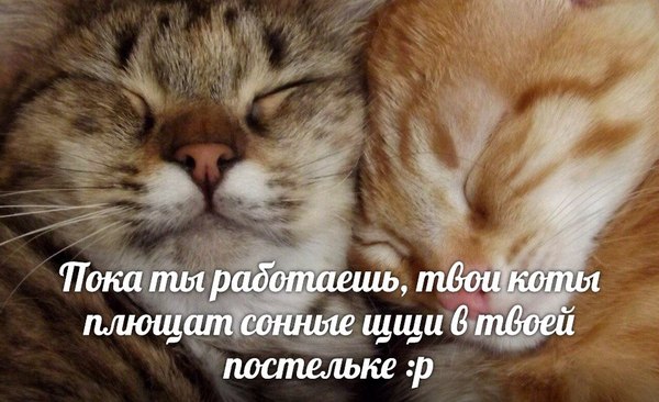 Коты мнут щщи