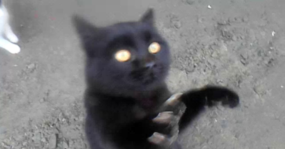 морда мопса. девушка с большими зубами. черно смешное видео. черно смешное видео. смешные лабрадоры.