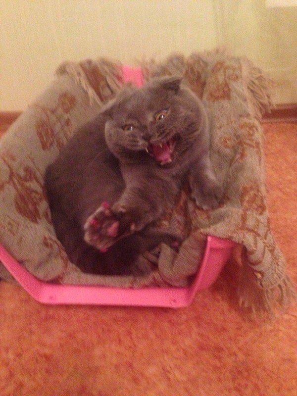 Спать хочет