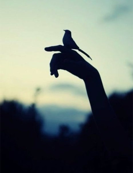 Просто красивое фото с птичкой