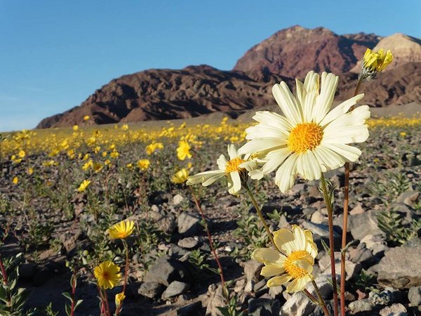 Death Valley came to life for the first time in 10 years (photo + video) - Death Valley, California, Reserve, Flowers, Video, Longpost, Reserves and sanctuaries