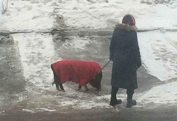 Просто бабушка выгуливает кабана.