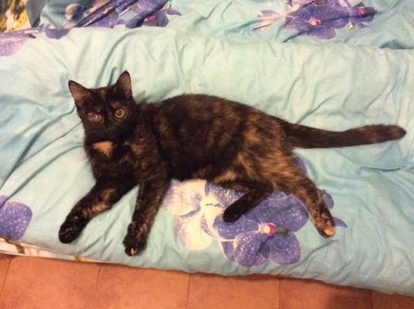 История одного котёнка кот, лечение, общество, милота, длиннопост