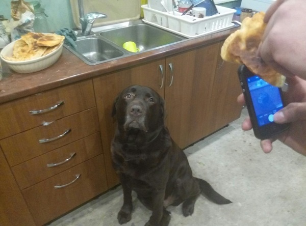 How to take a picture of a dog v2 - Dog, My, Longpost, Cheburek, Photo