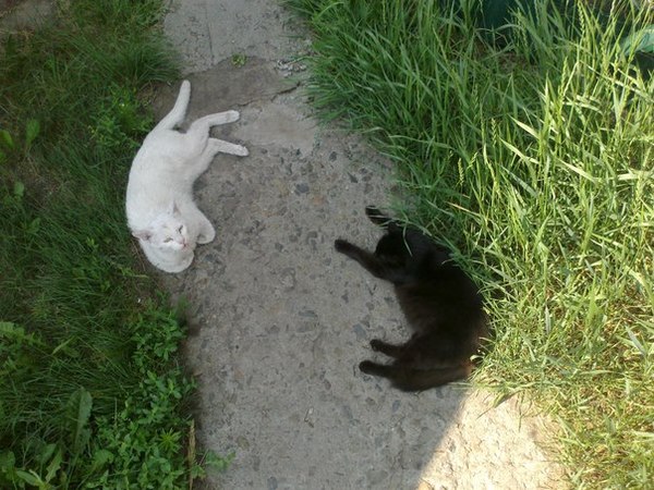 Инь и Янь Кот, Черное и белое, Инь-ян, Гармония