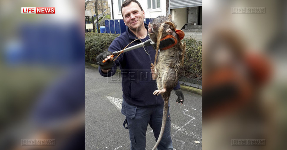 13 летний с автоматом игрушечным. котенок охотится. застрелили крысу размером с ак 47. крысы в американских парках. застрелили крысу размером с ак 47.