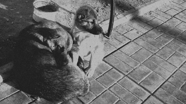 Когда собаки запилили обложку для своего инди альбома.