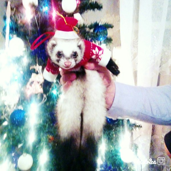 ���������� ���������� ����)