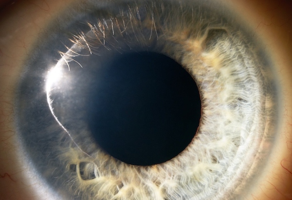 Прорыв в исследовании стволовых клеток: учёные смогут выращивать новые человеческие глаза