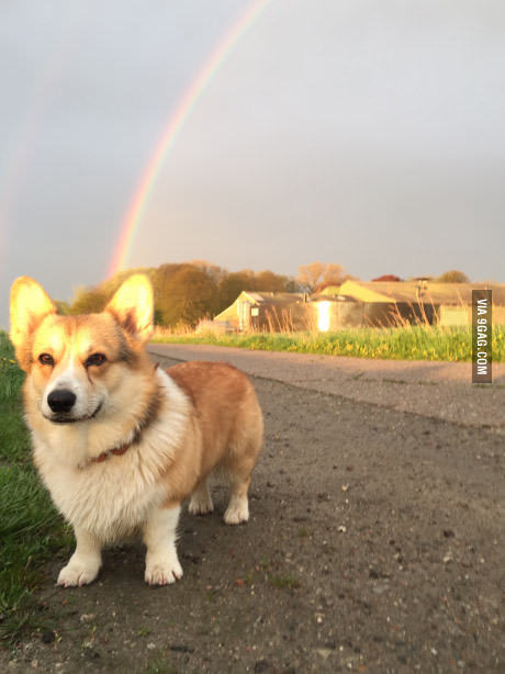 Милый корги