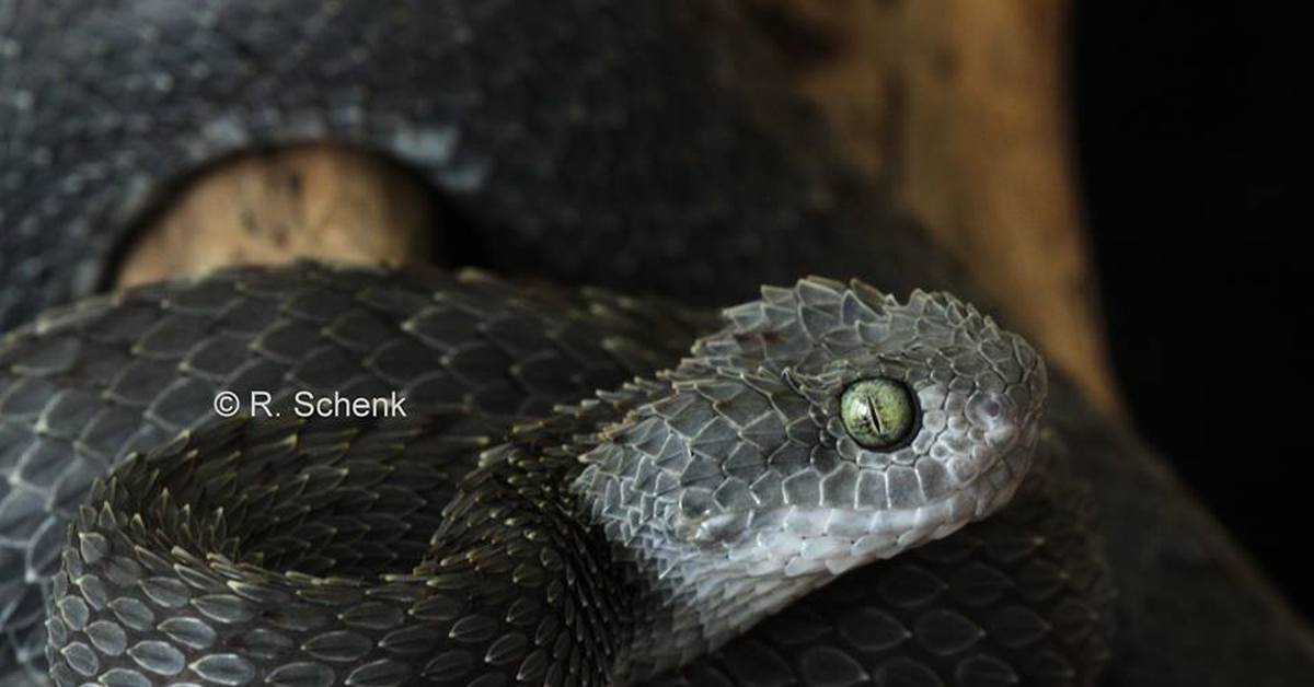 Змея Черная Мамба Фото И Описание
