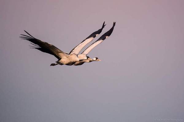 ������������� �������