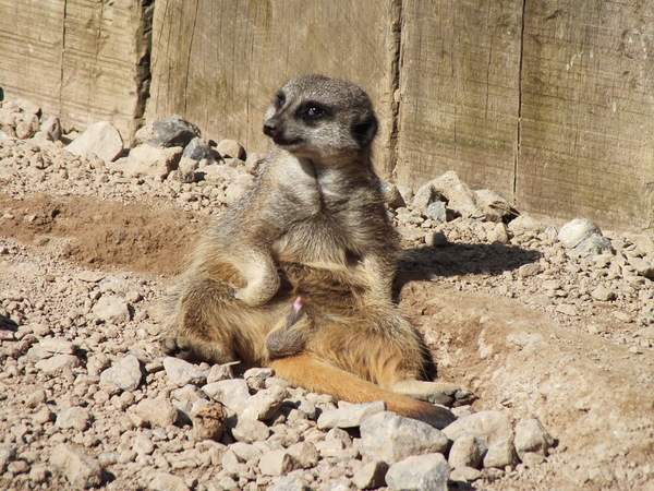 funny animal - NSFW, My, Meerkat, Animals, Zoo