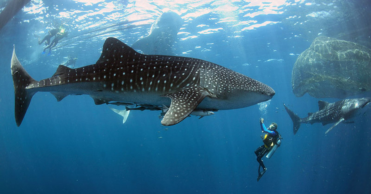 Китовая акула фото с человеком