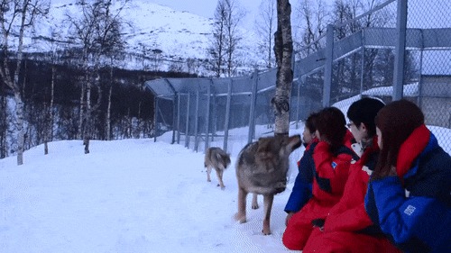      ( Polar Zoo)