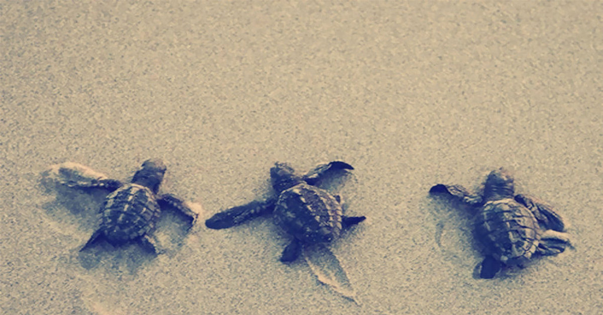 Ползут 3 черепахи. Неуклюжие черепахи. Черепашка на песке. Морская черепашка на песке. Три черепахи.