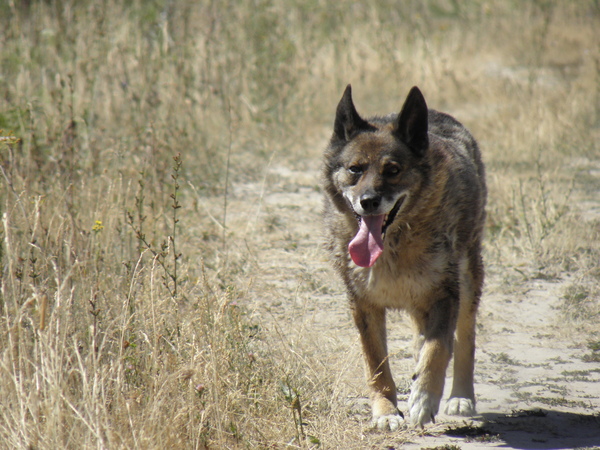 П.г.т. Базарный Сызган Базарный Сызган, Фото, Ульяновская область, Длиннопост