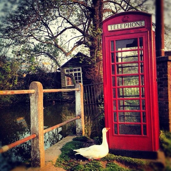 Город в Великобритании предлагает 380 000 $ за информацию об убийце любимого местного гуся