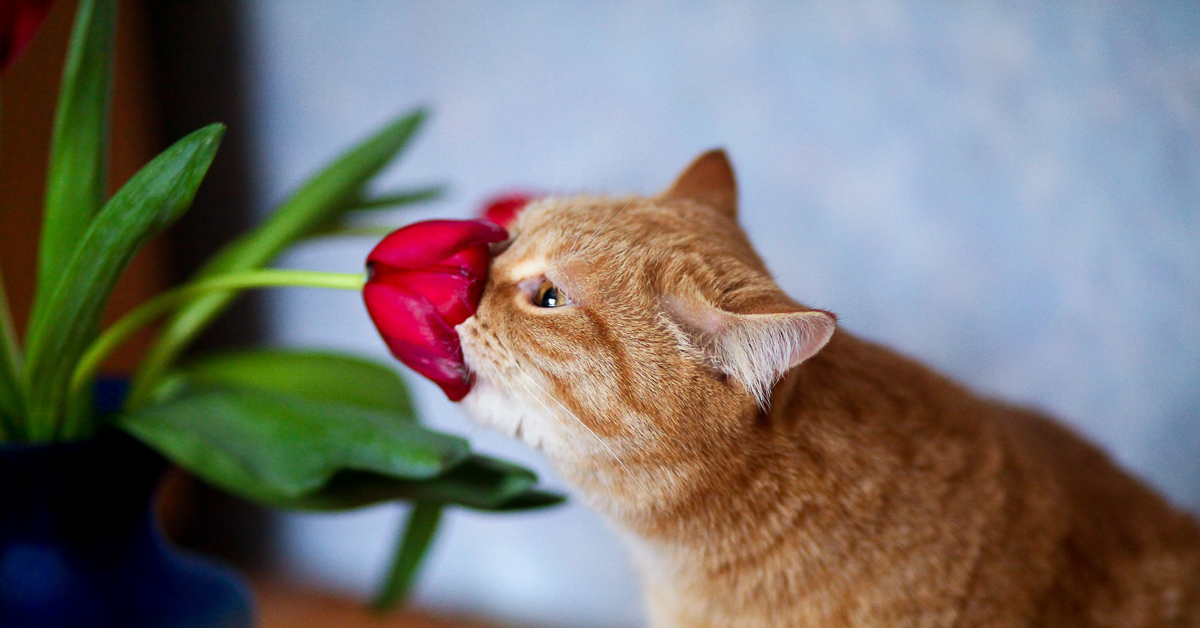 Тюльпаны для кошек ядовиты или нет. Кот с тюльпанами. Котейка в тюльпанах. Кот с тюльпанами картинка. Тюльпанчик и котик.