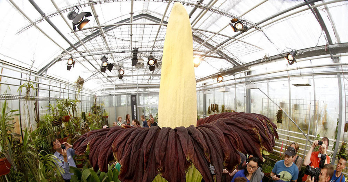 Huge plants. Аморфофаллус титанический. Змеиная Пальма Аморфофаллус. Аморфофаллус в Ботаническом саду. Аморфофаллус гигантский.