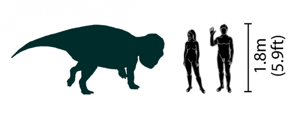 Udanoceratops ,  , , , , Udanoceratops, 