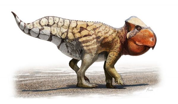 Udanoceratops ,  , , , , Ceratopsia, Udanoceratops, 