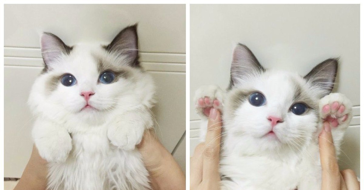Милый эстетик котик. Кошки Эстетика. Милые котята обработанные. Милые котики Эстетика. Милый котик Эстетика.