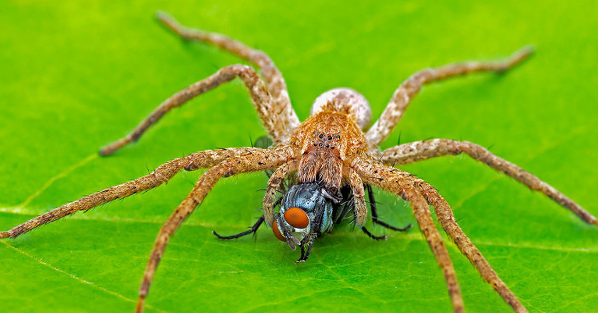 Паук ком. Pisaurina Mira паук. Pisaurina brevipes. Паук с длинными хелицерами.