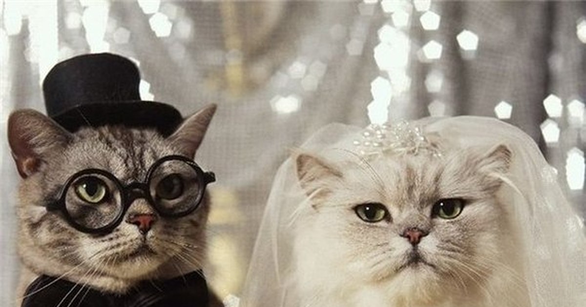 Кошки выходят замуж. Кот в фате. Кот жених. Свадебные коты. Котики женятся.