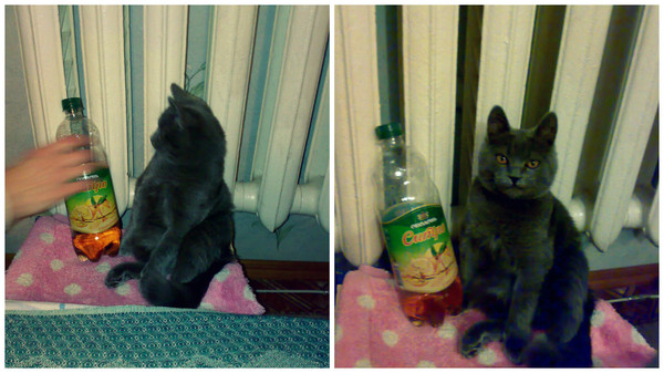 Хозяин дай пожрать!!.... Ты серьезно?