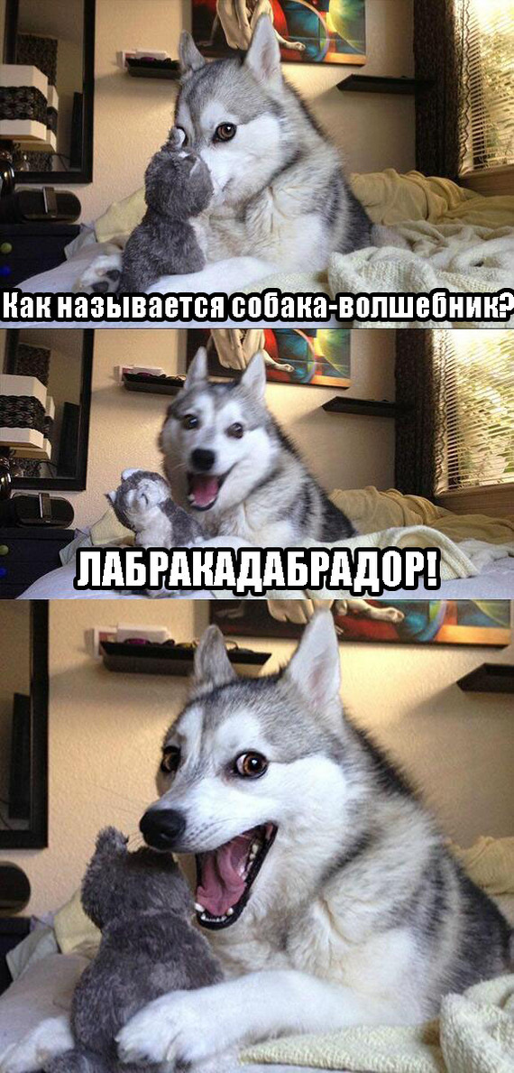 - Pun Dog, 9GAG, , 