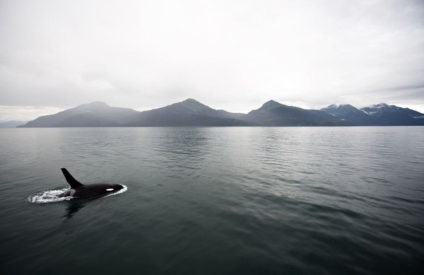 ��������� ��������, ������.