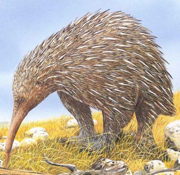 Zaglossus hacketti Хордовые, Mammalia, Monotremata, Tachyglossidae, Палеонтология, Zaglossus hacketti, Доисторические животные