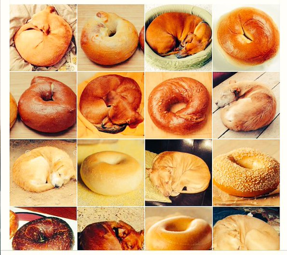 Щенок или бублик?)