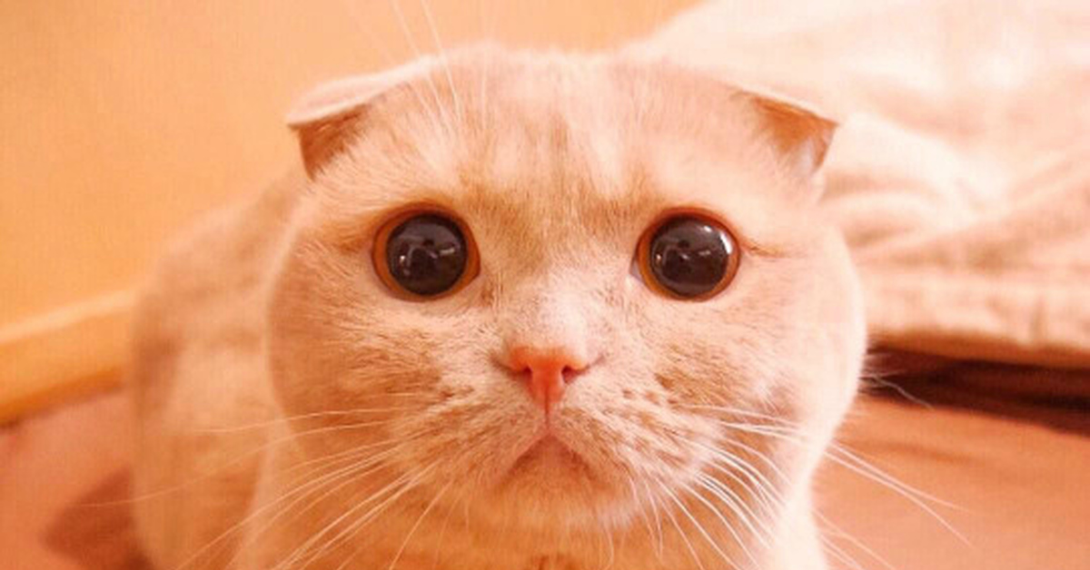 Neko San | Пикабу