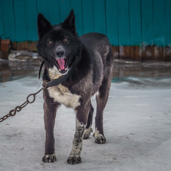 Собакен невероятно рад : >