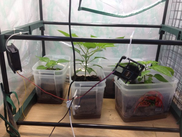 Выращивание острых перцев в домашних условиях Выращивание, Перец, Перец чили, Видео, Длиннопост