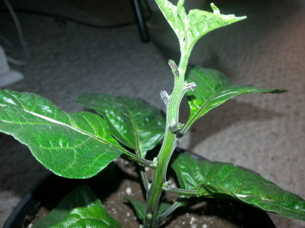 Выращивание острых перцев в домашних условиях Выращивание, Перец, Перец чили, Видео, Длиннопост