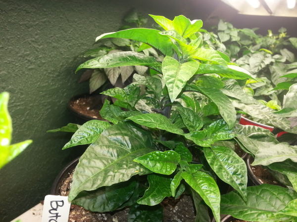 Выращивание острых перцев в домашних условиях Выращивание, Перец, Перец чили, Видео, Длиннопост