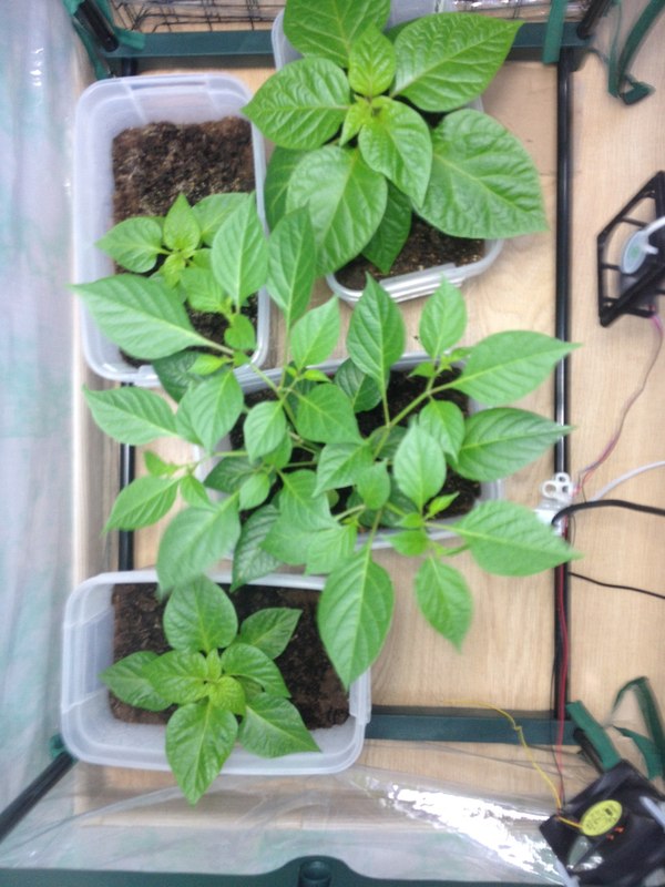Выращивание острых перцев в домашних условиях Выращивание, Перец, Перец чили, Видео, Длиннопост