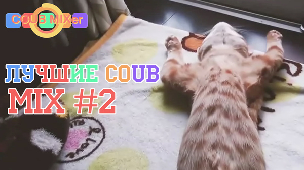 �������� ������ COUB